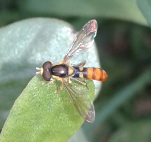 Syrphidae : Sphaerophoria sp.?   Sphaerophoria cfr. rueppellii, maschio